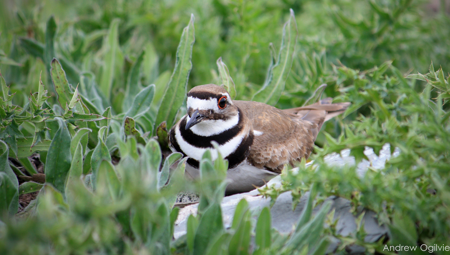 Killdeer in Nest