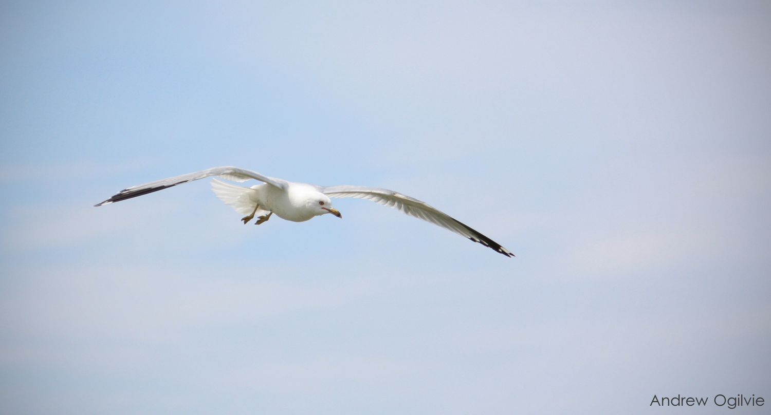 Ring Billed Gull