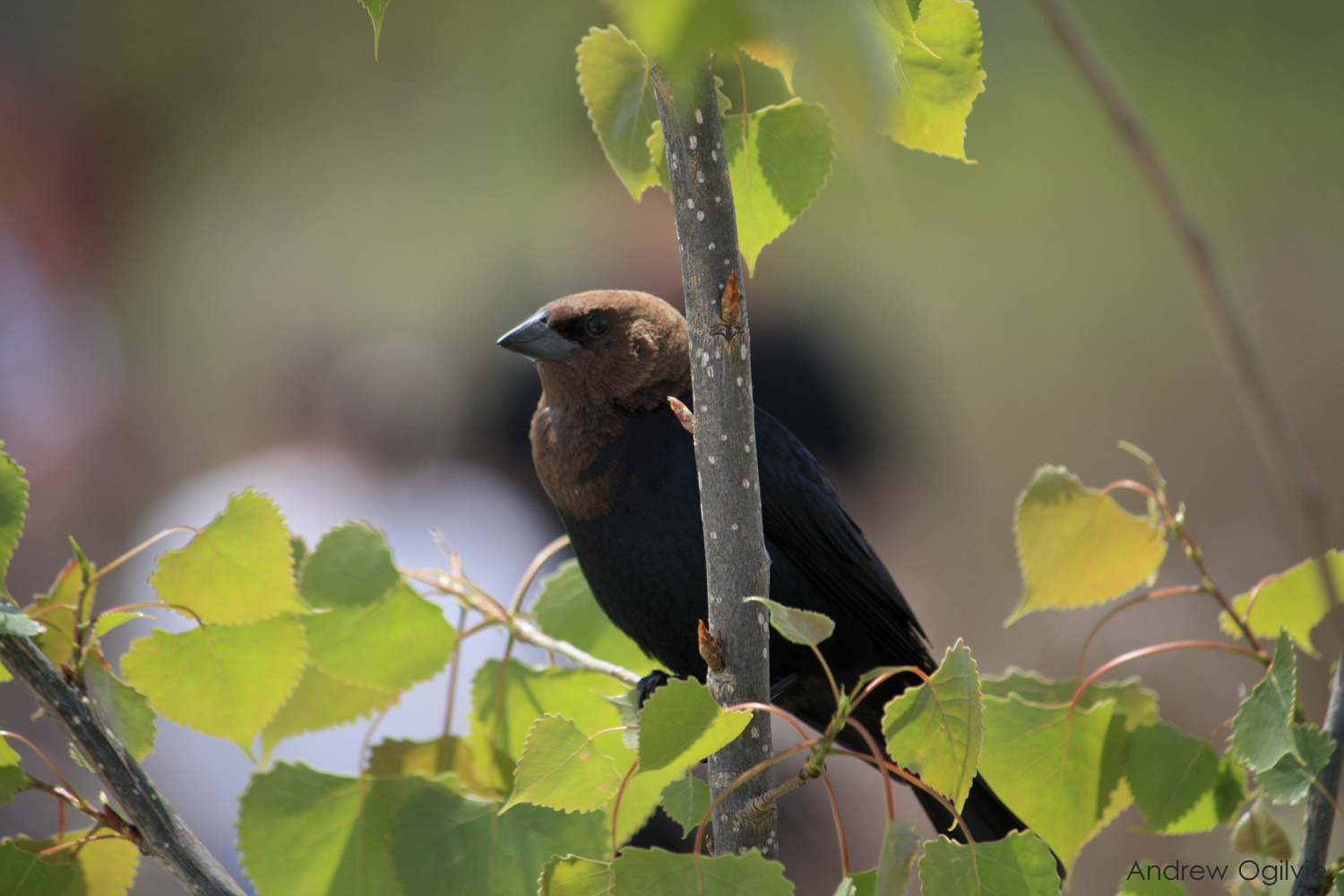 Male Brown Headed Cow Bird