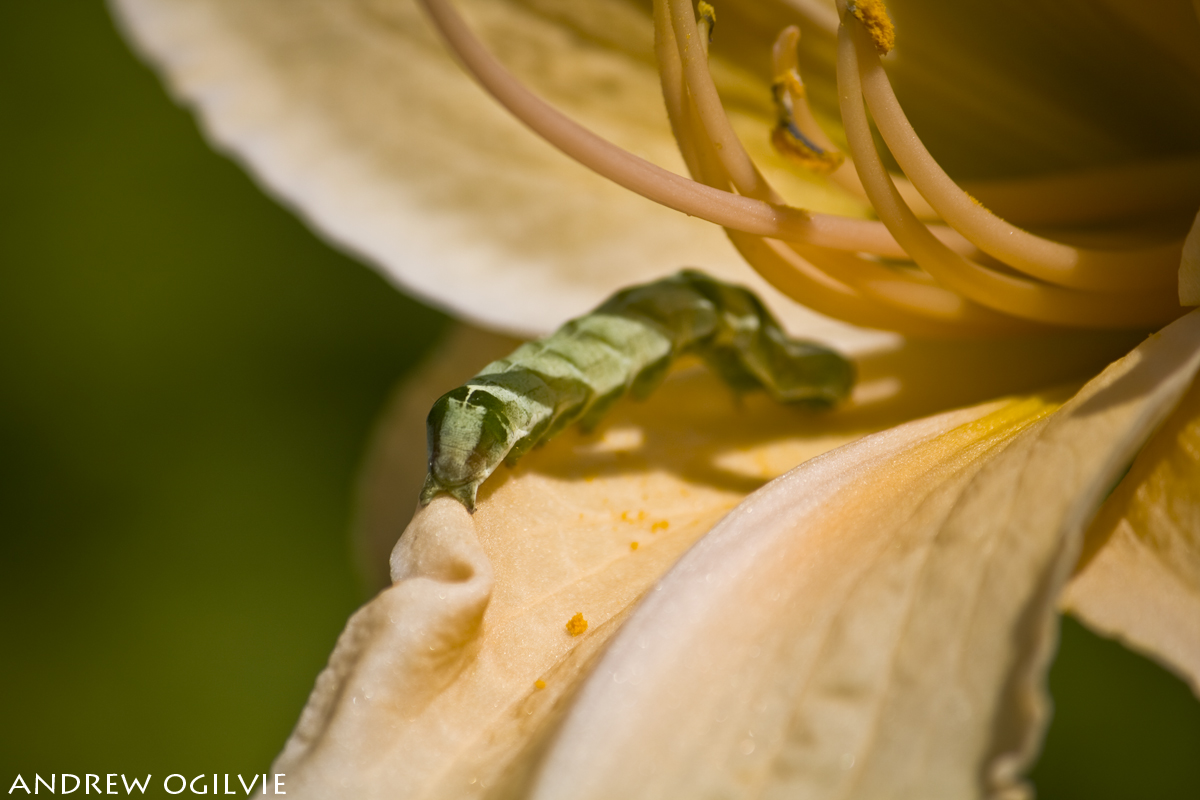 Caterpillar