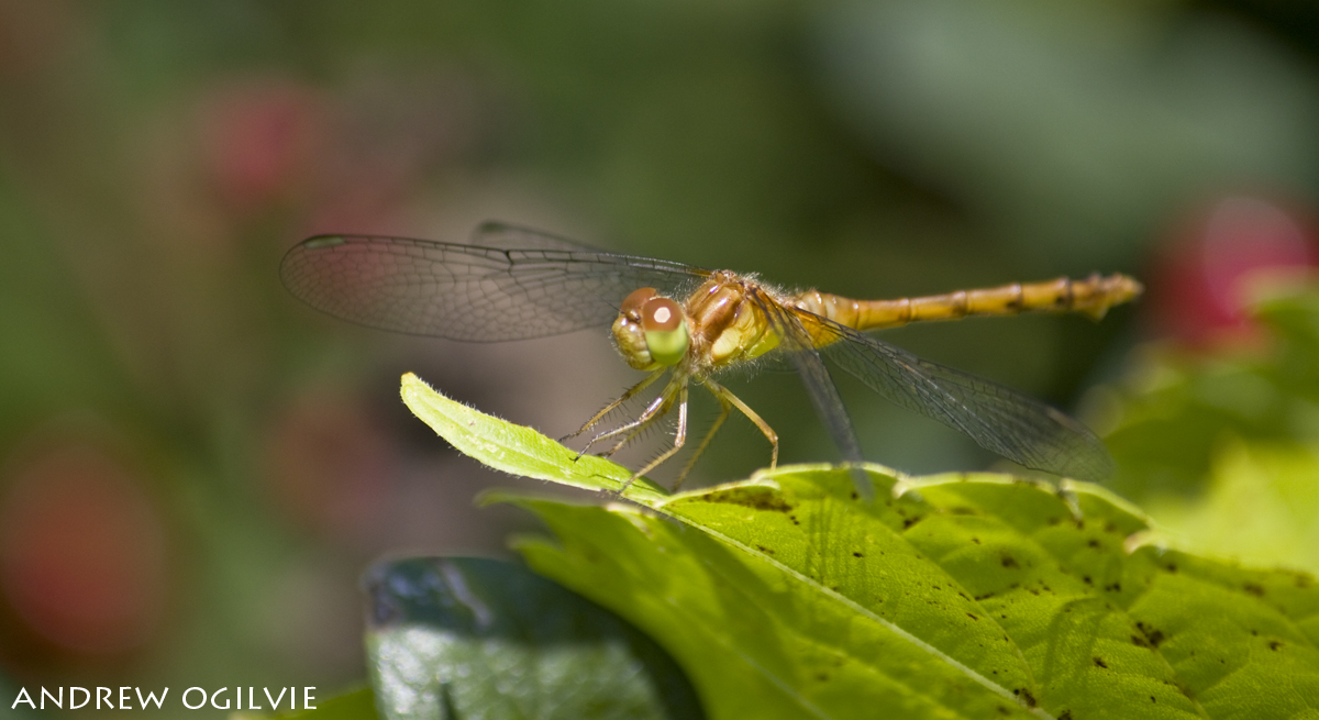 Dragonfly on a leaf - 2