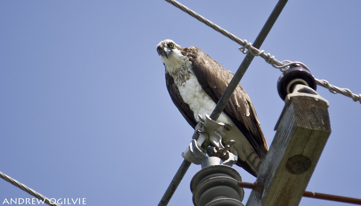 Angry Osprey