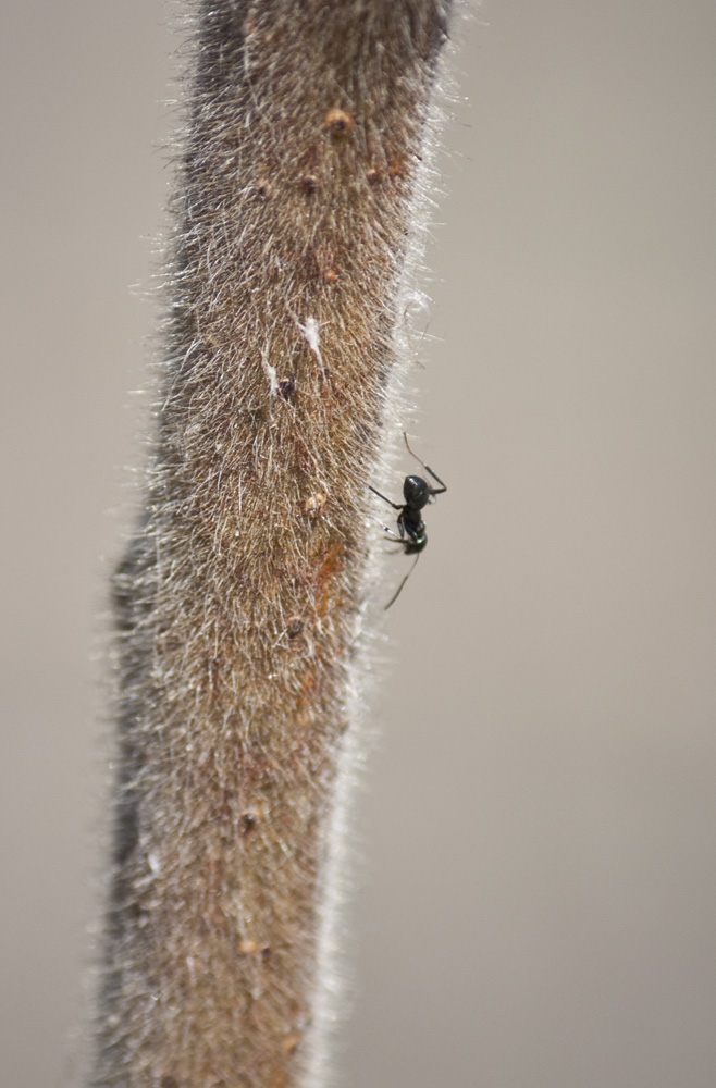 Ant on a twig