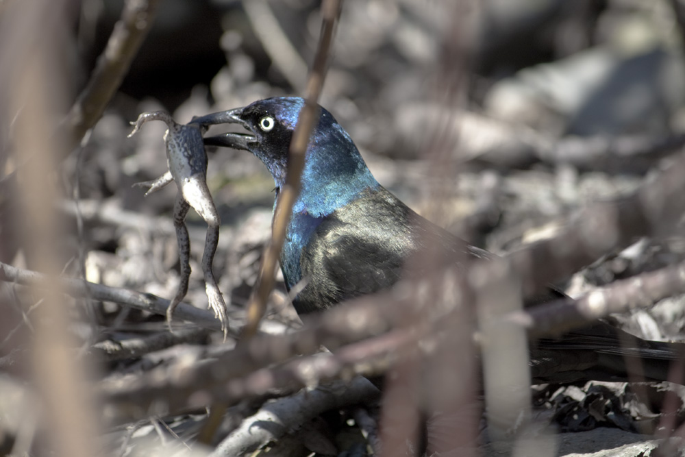 Grackle with a meal