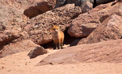 Red Fox on PEI Beach