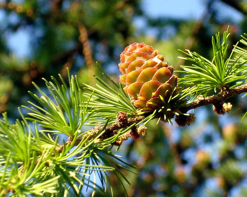 The Pine Cone