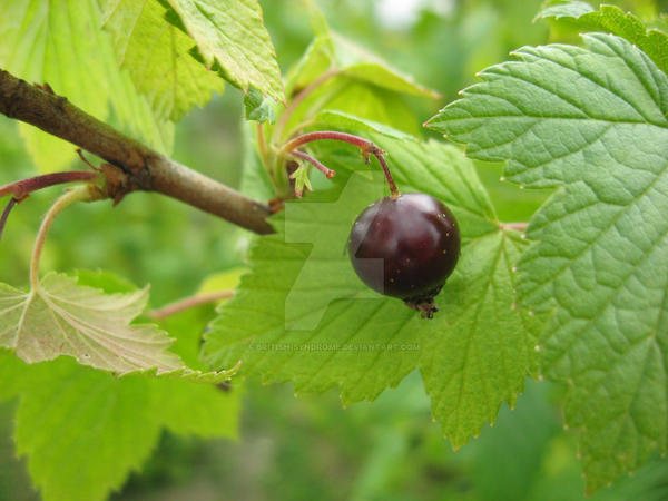 Berry by British-Syndrome on DeviantArt