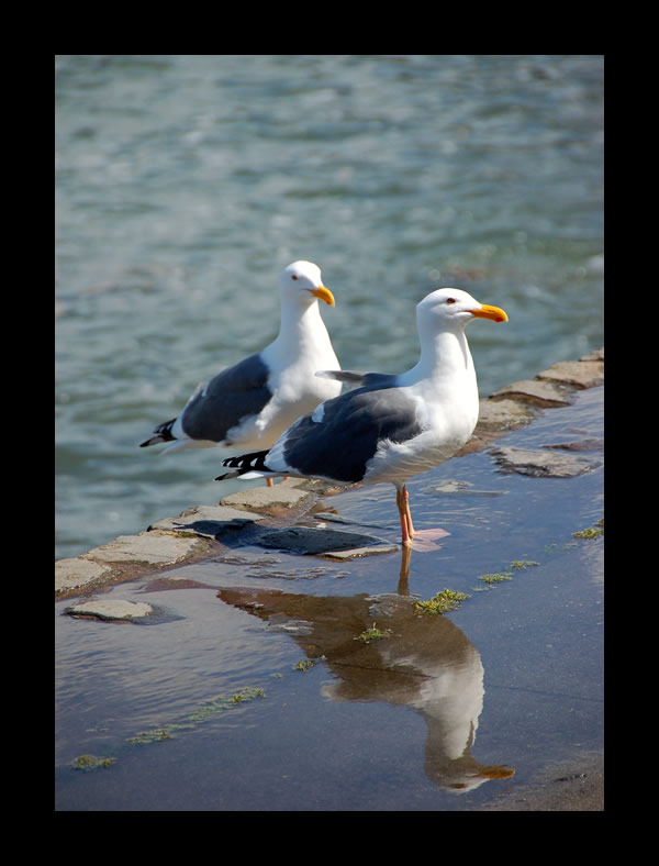 Two and a Half Seagulls