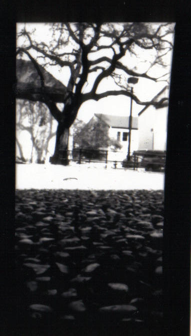 Pinhole Tree by qkitkat18g on DeviantArt
