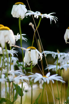 daisies