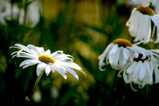 more daisies