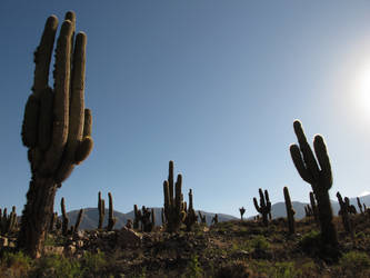 Argentine Cactus