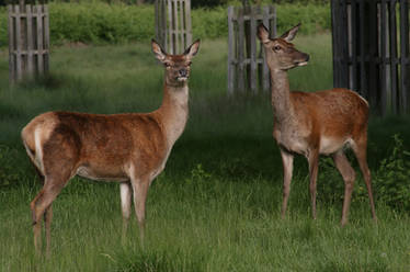 Deer Stock.3
