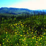 Yellow Flowers