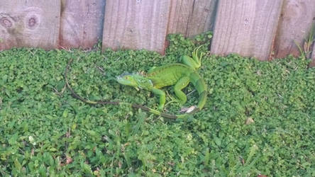 First Iguana in my backyard