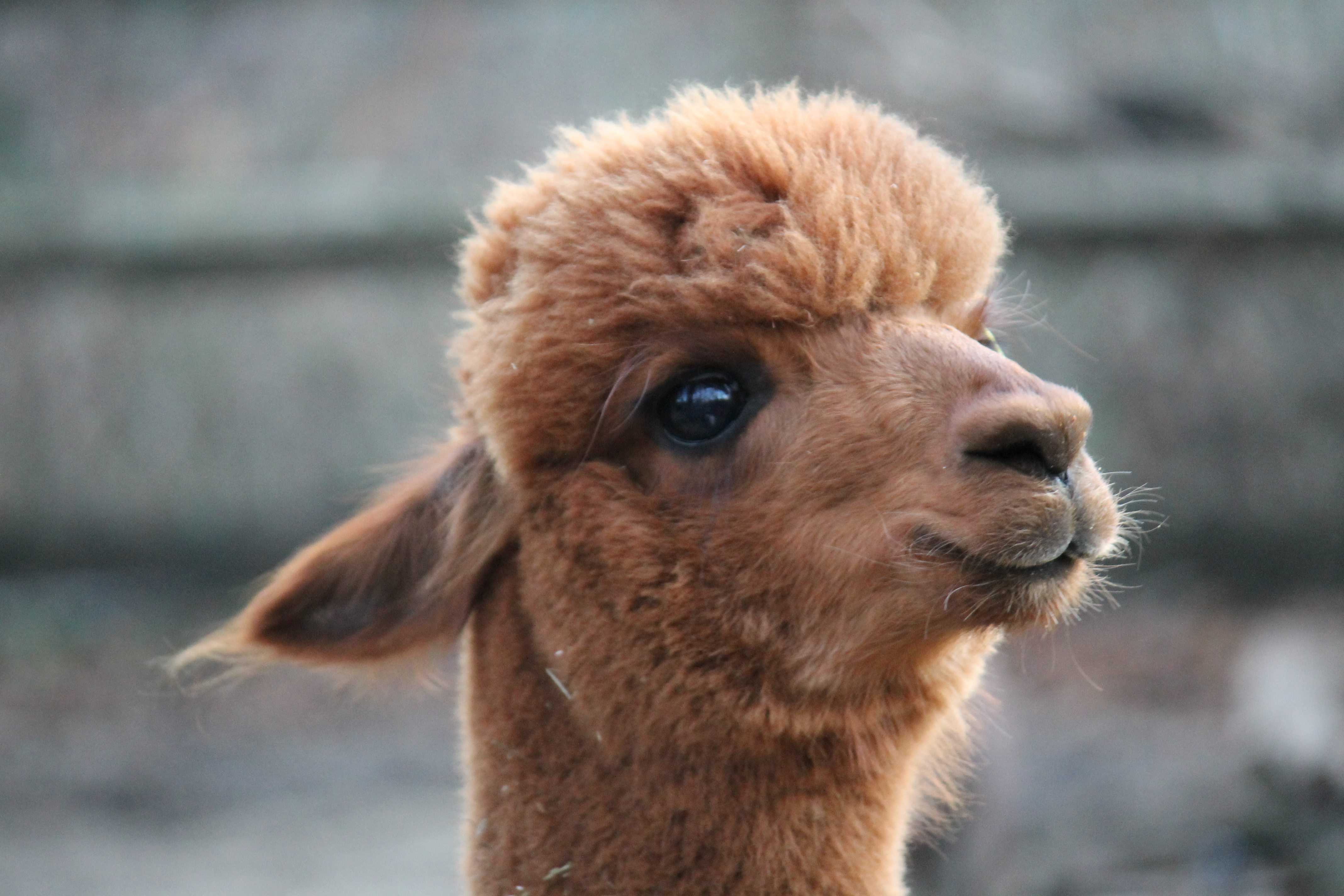 ALPACA