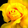 Yellow Rose of Texas