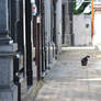 Cat in a Cemetary