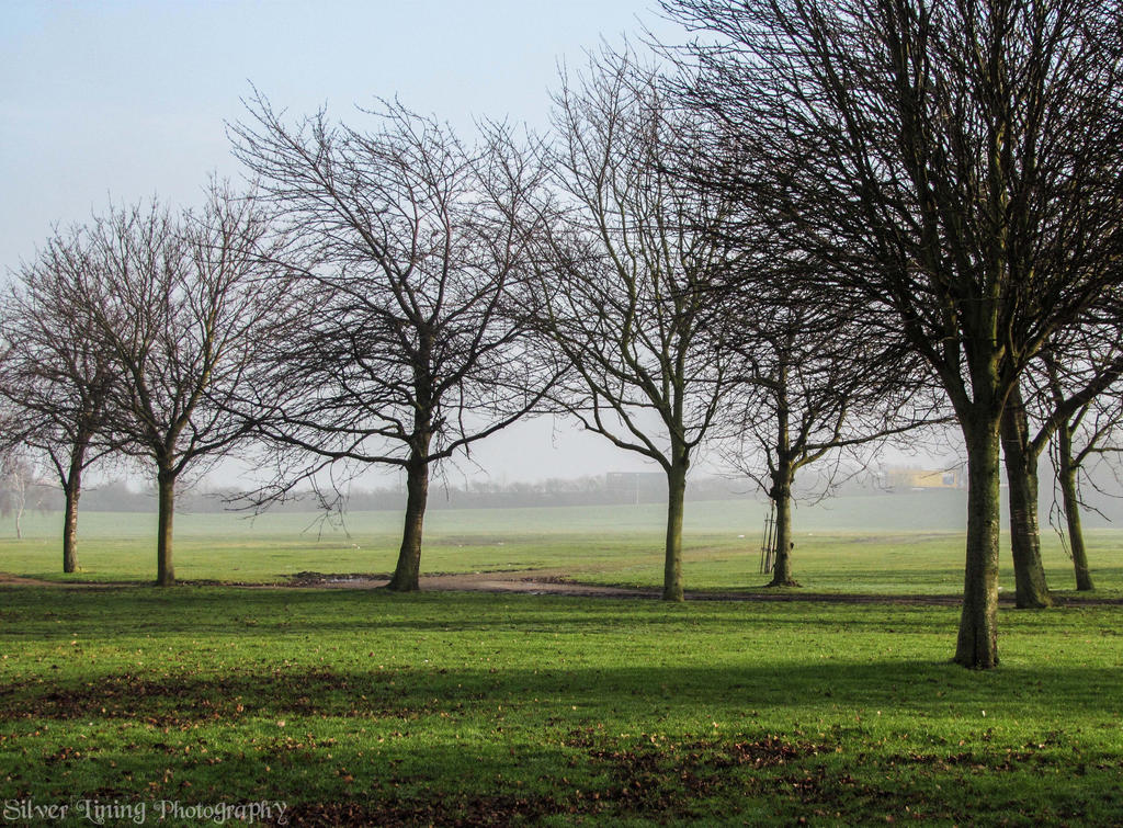 Winter Mist