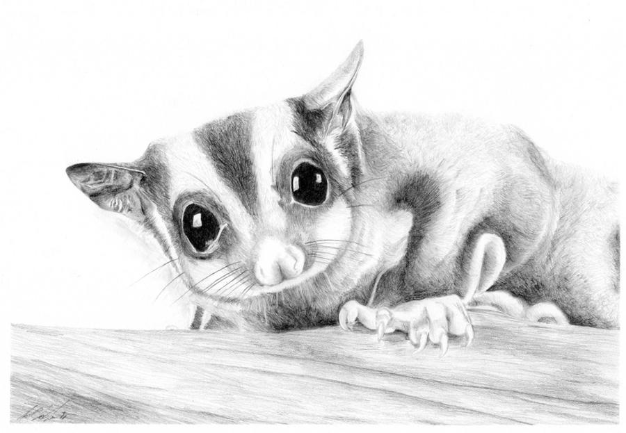 Sugar Glider 1 by didyabringyagrog on DeviantArt