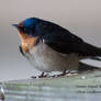 Swallow