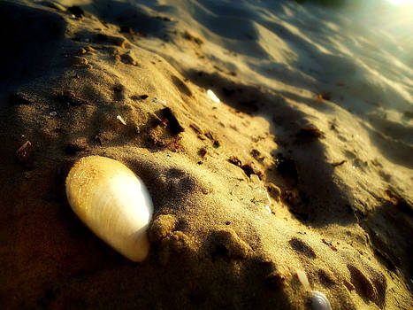 Sea Shell In The Sand (redone)