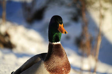 Duck at winter