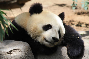 Sleeping baby Panda!