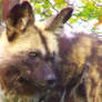 Angered African Wild Dog