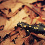 SALAMANDER