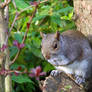 Sciurus carolinensis 5