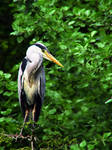 Heron 2 by KJSummerfield