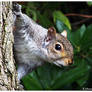 Sciurus carolinensis