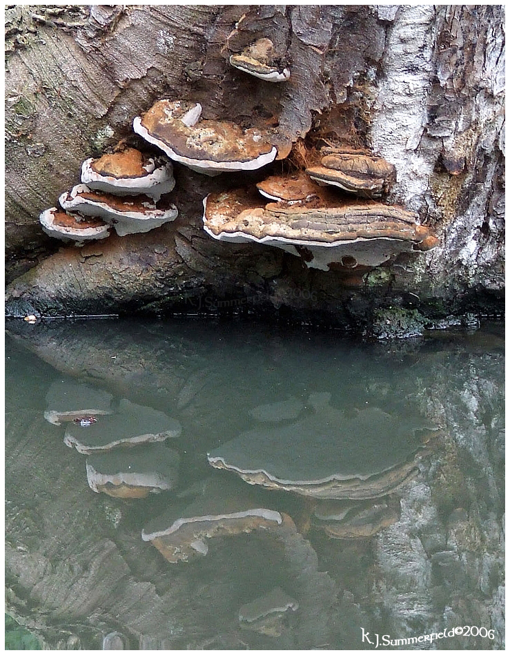 'Reflections of  ol' Fungus'