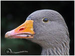 Greylag by KJSummerfield