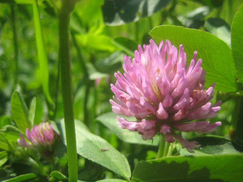 Clover by shiny-colours on DeviantArt