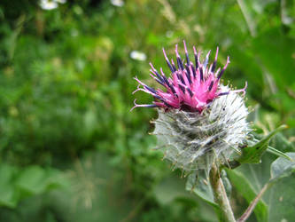 Thistle violet