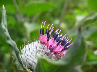 Thistle violet c.2