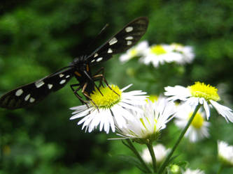 Black Butterfly