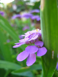 Detail of Violet Summer