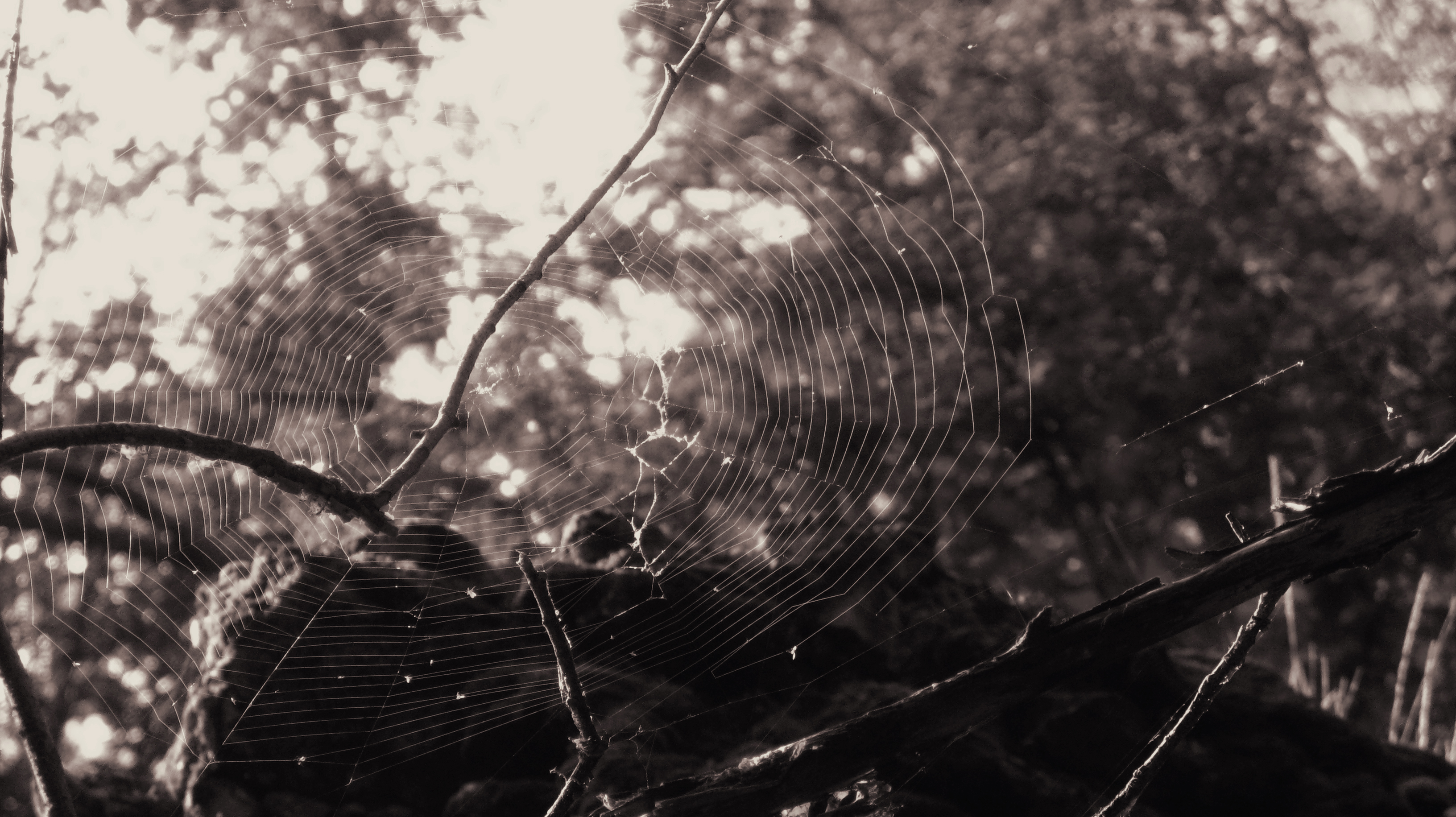 Nature's Web