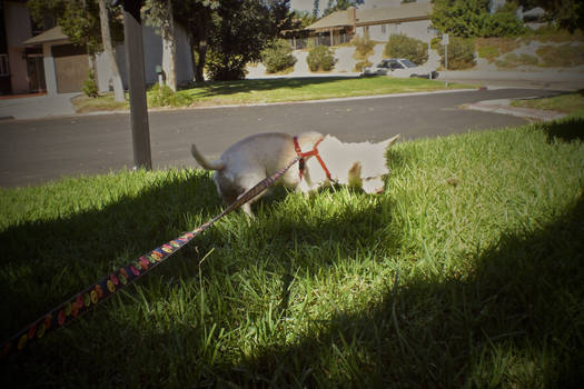 What's with all the sniffing?