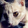 Mr. Muffins