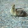 Baby Peacock