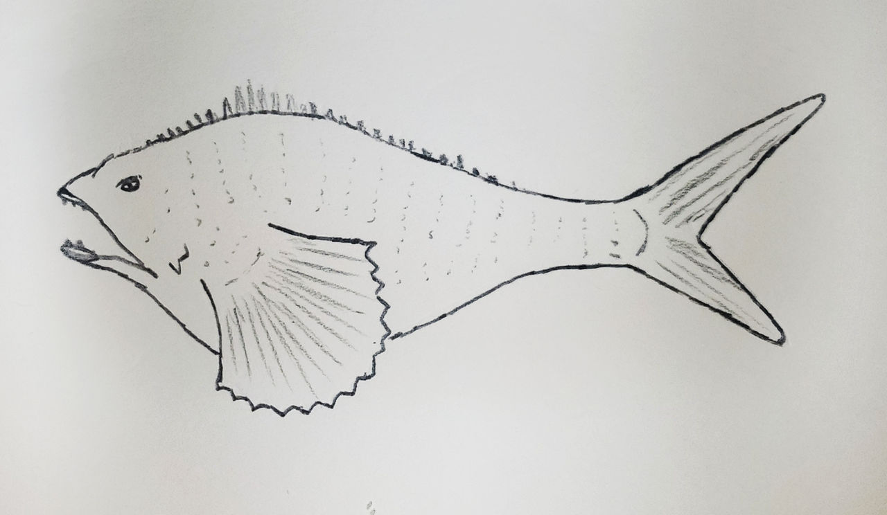 Speculative Evolution - Merrow by orlenM on DeviantArt