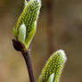 Catkins