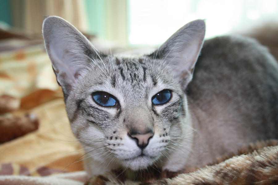 siamese 5 by NeaLumina on DeviantArt siamese 5 by NeaLumina on DeviantArt