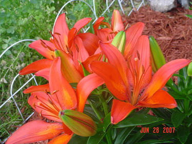 Lilies Two