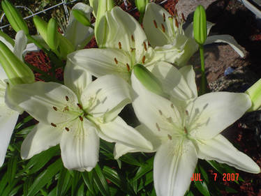 White Lilies Three