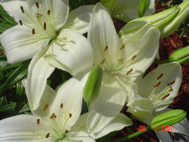 White Lilies Four